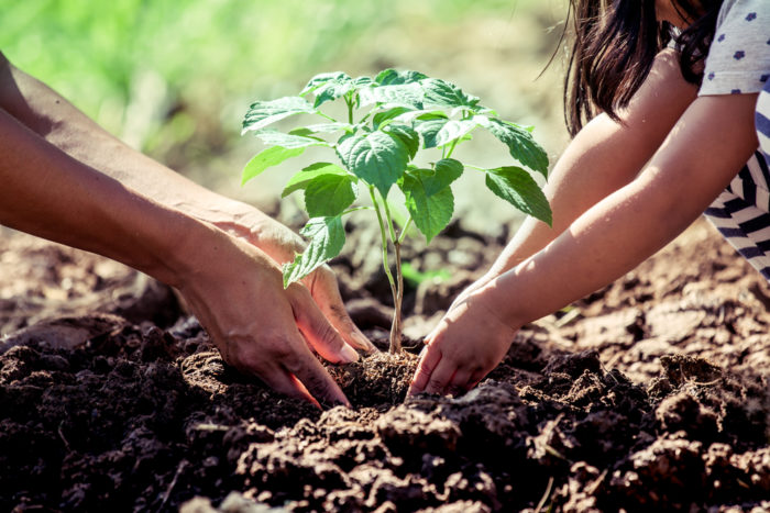 Planting a tree initiative